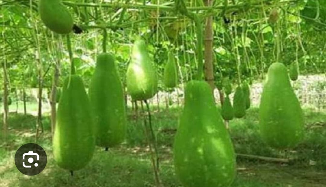 মাচার ঝুলন্ত লাউ